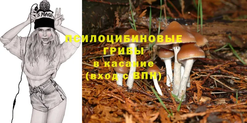 Галлюциногенные грибы Cubensis  Заволжск 